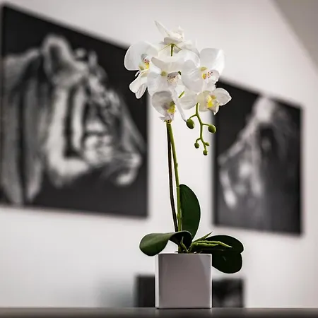 Διαμέρισμα Apartamento Matorral *